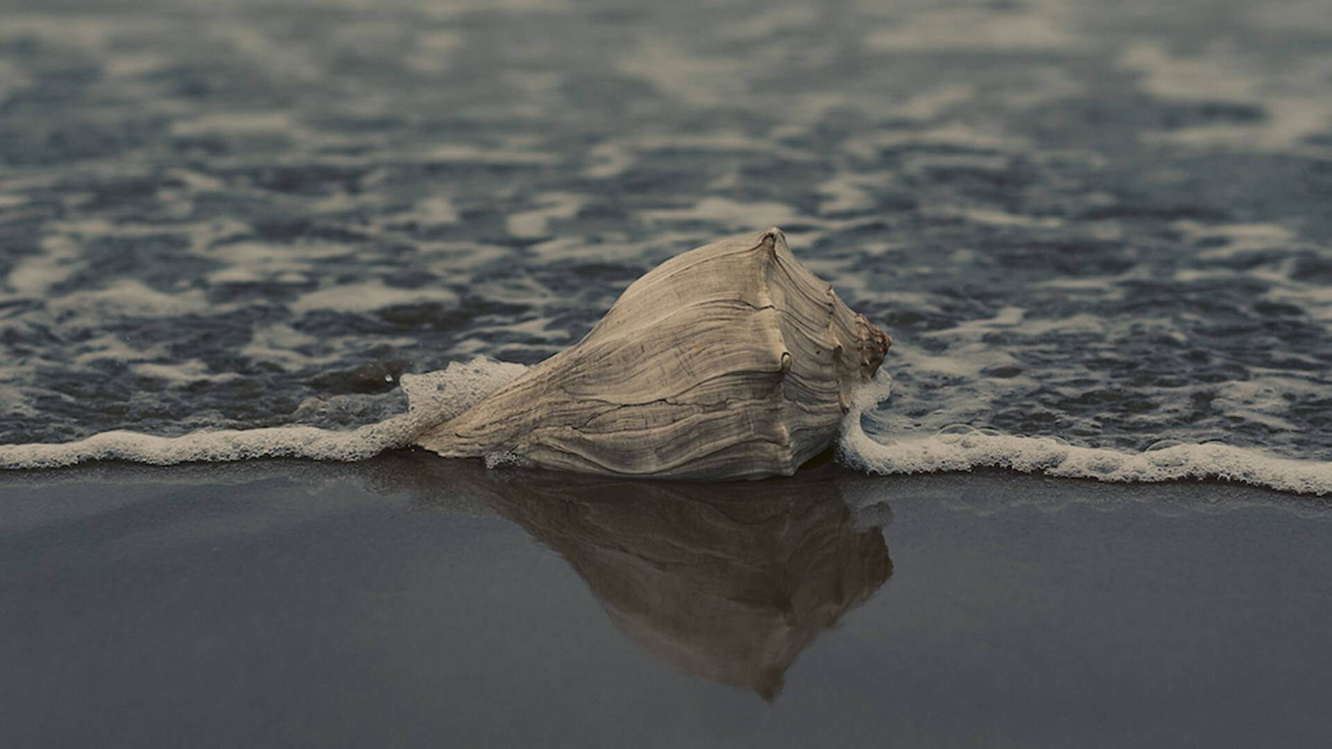 conch shell